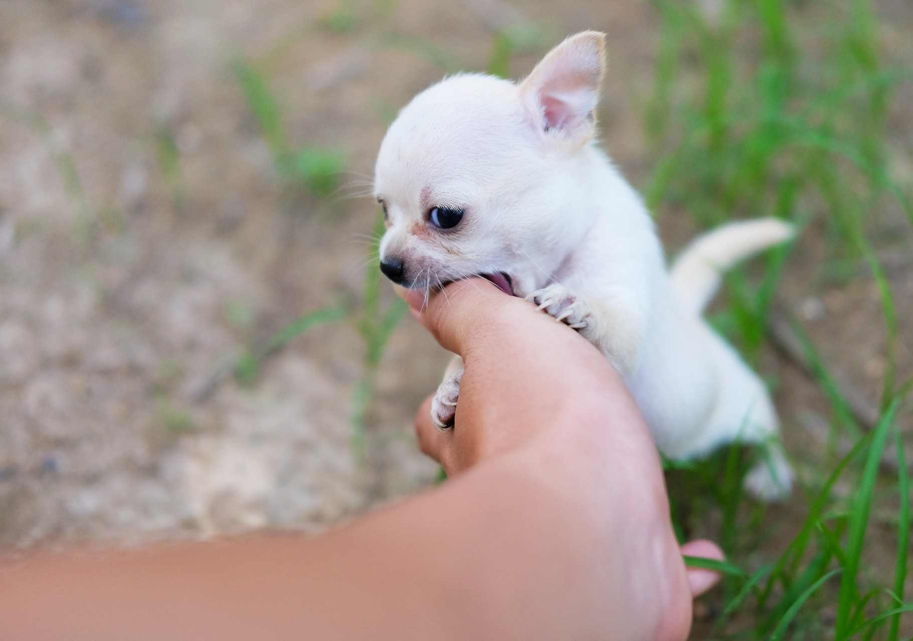 Puppy bijt in handen afleren