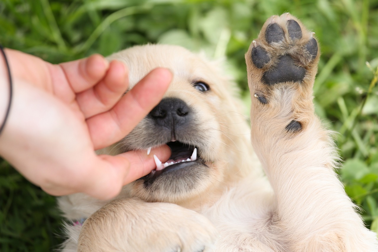 Puppy bijt in handen vingers