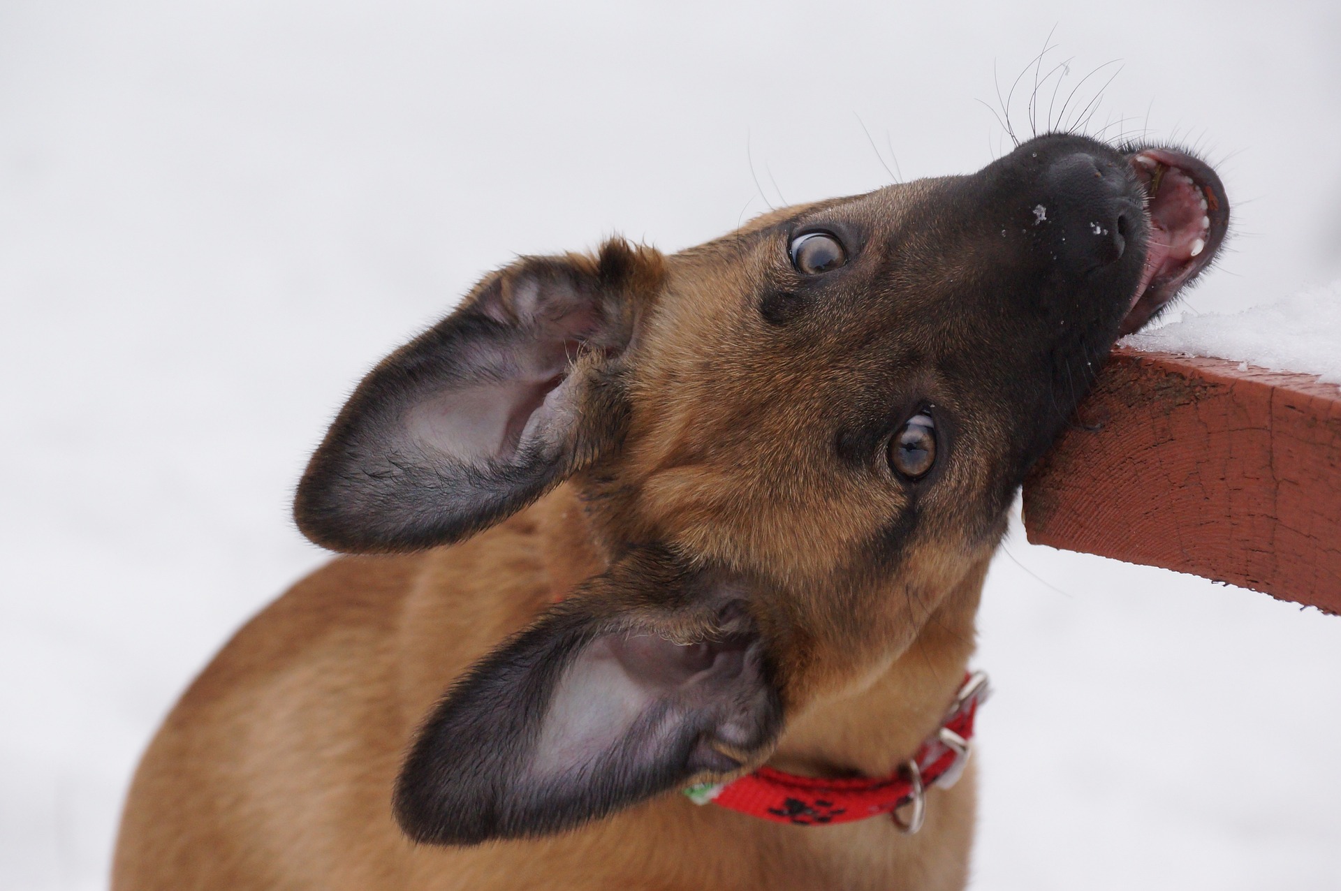 Puppy bijt tot bloedens toe afleren