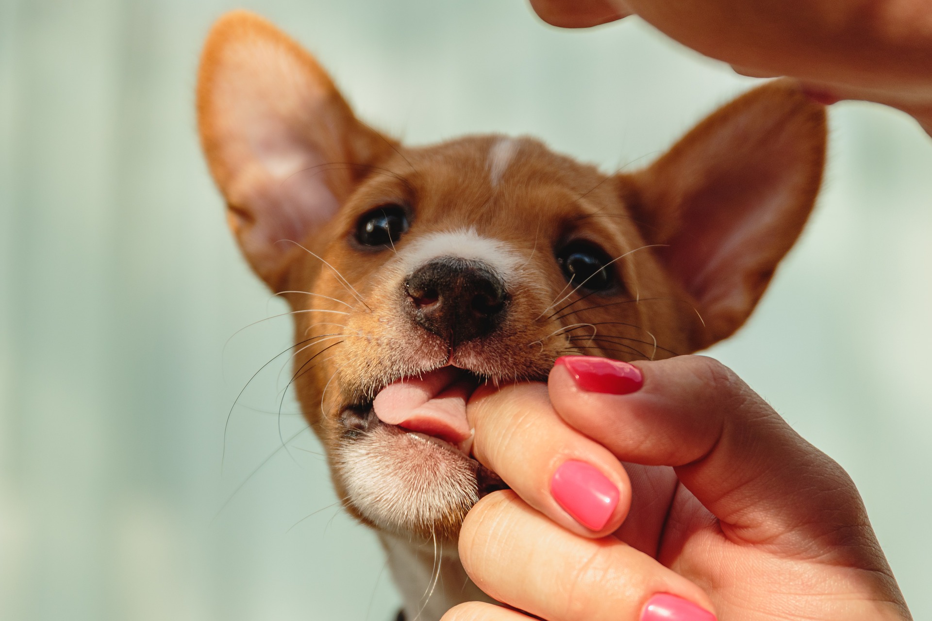 Puppy hond bijt in handen tot bloedens toe