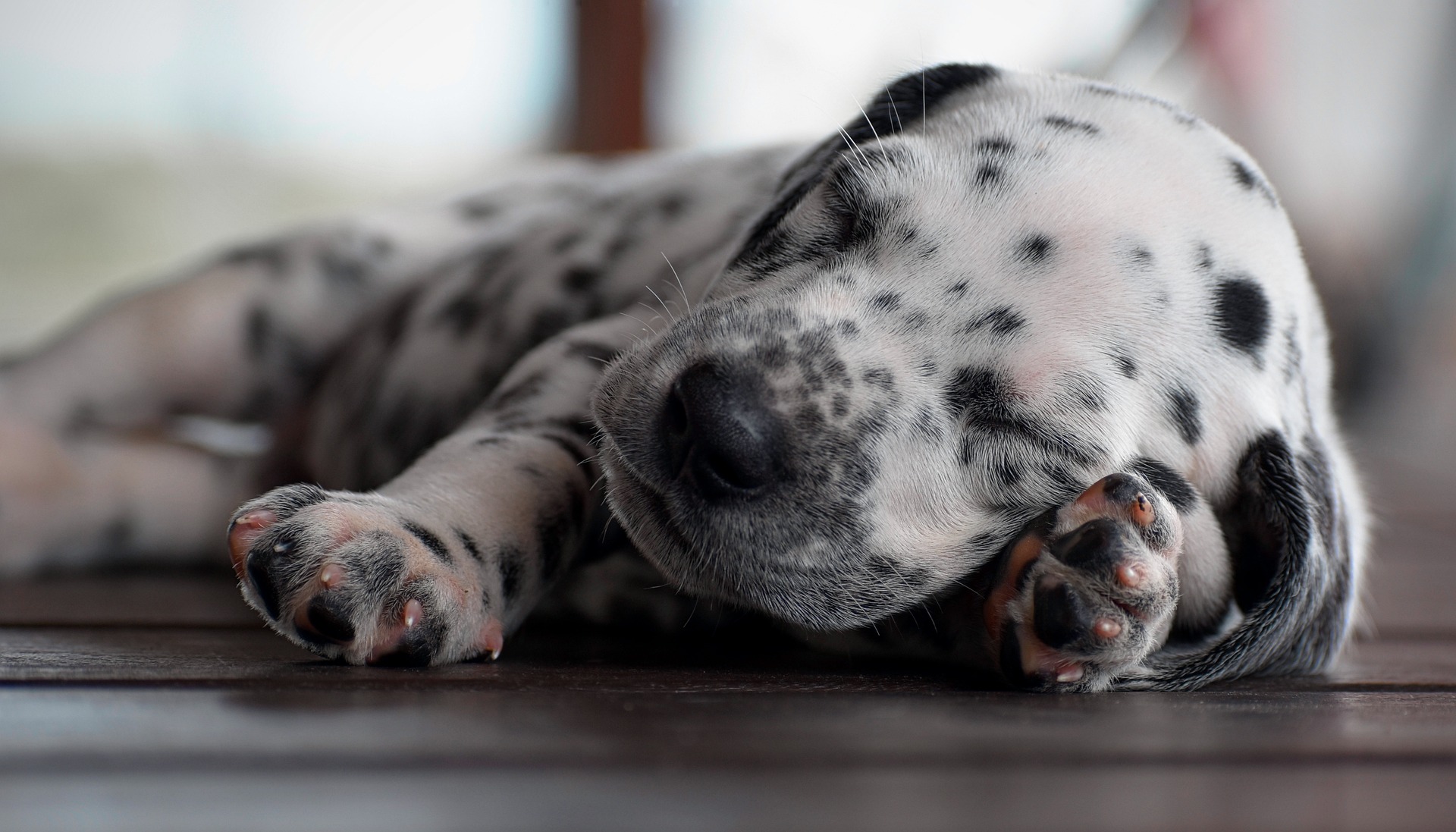 Puppy meer laten slapen en meer rust