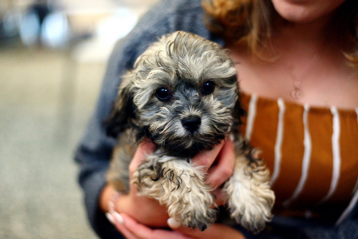 Socialiseren of traumatiseren puppy hoe goed socialiseren