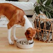 Hond eet te snel buikpijn leren rustiger eten met een antischrokbak anti schrok voerbak