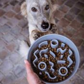 Hond leren rustiger brokjes op eten met een antischrokbak anti schrok voerbak
