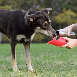 KONG waterbottle drinkfles waterflesje hond drinken water fles voorbeeld