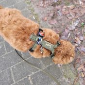 AnnyX tuig met naam en telefoonnummer hond gepersonaliseerd Anny X tuig