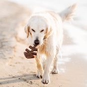 Benebone Fishbone zalmsmaak zalm nylabone nylonbone nylonbot golden retriever