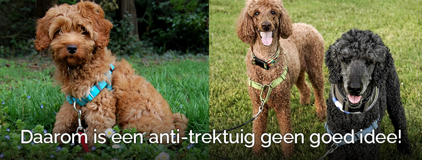 is een anti-trektuig hond een héél slecht