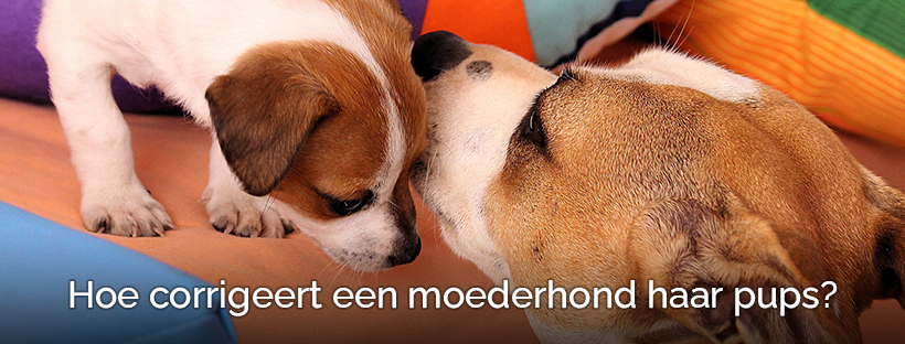 Een moederhond corrigeert een pup niet in zijn nekvel!