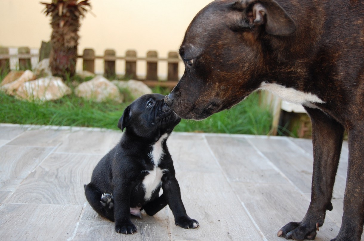 Hoe corrigeert een moederhond haar pups dominante pup corrigeren bijten