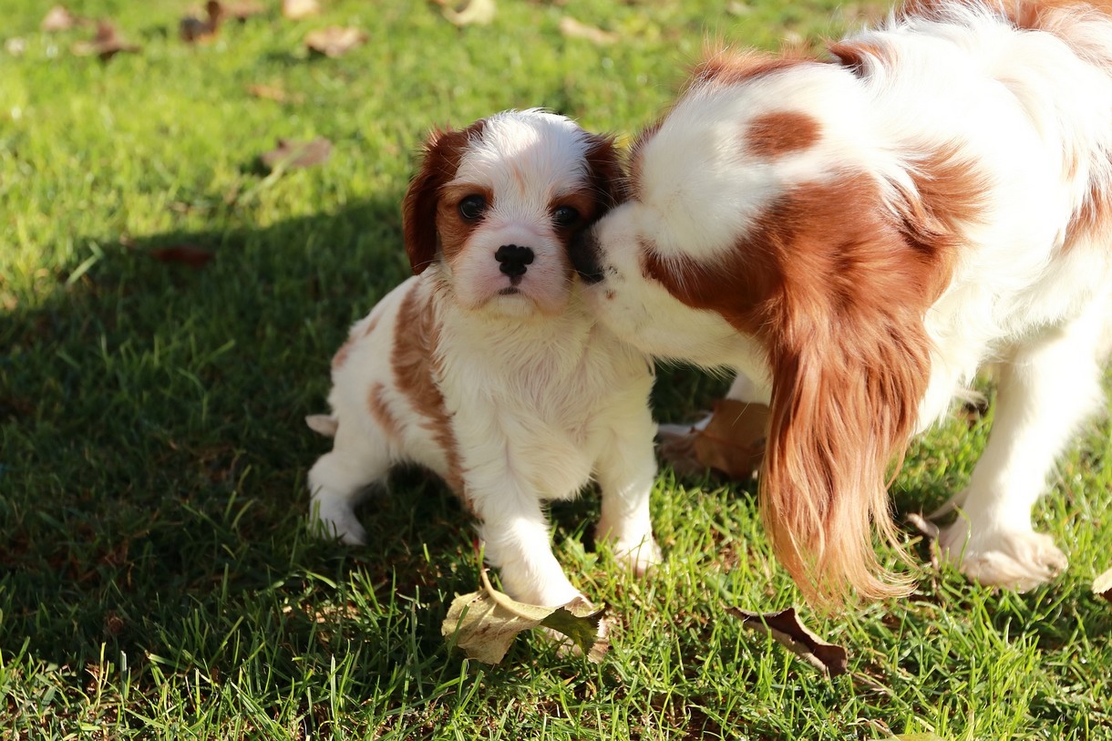 Hoe corrigeert een moederhond haar pups dominante pup corrigeren