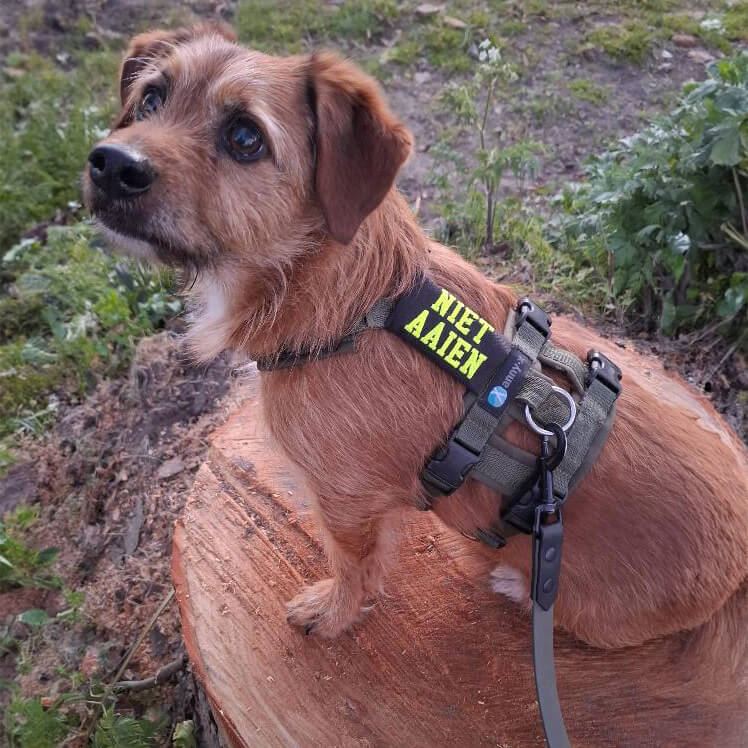 Hond tuig niet aaien