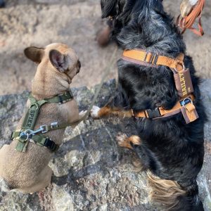 Hondentuig met naam Y-tuig hond met naam hondenharnas naamtag twee honden