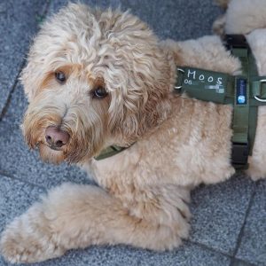 Hondentuig met naam annyx tuigje hond naam telefoonnummer hondenharnas naamtag olijfgroen