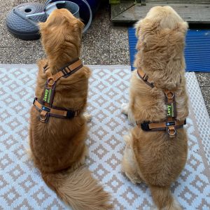 Hondentuig met naam telefoonnummer hond