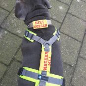 Hondentuig met tekst niet aaien negeer mij