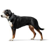 Hunter Divo brede zachte halsband collar grote klein hond mesh neopreen ademend buiten wandelen groen sennenhond