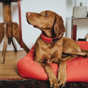 Hunter Divo brede zachte halsband collar grote klein hond mesh neopreen ademend buiten wandelen rood voorbeeld