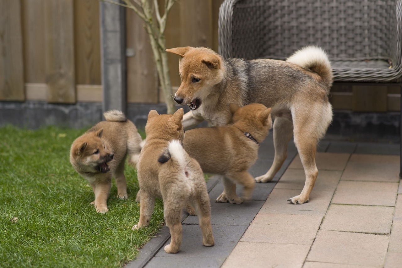 Moederhond corrigeert niet nekvel puppy