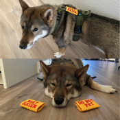 Niet aaien do not pet tekstlabels naamlabel voor hondentuig halsband