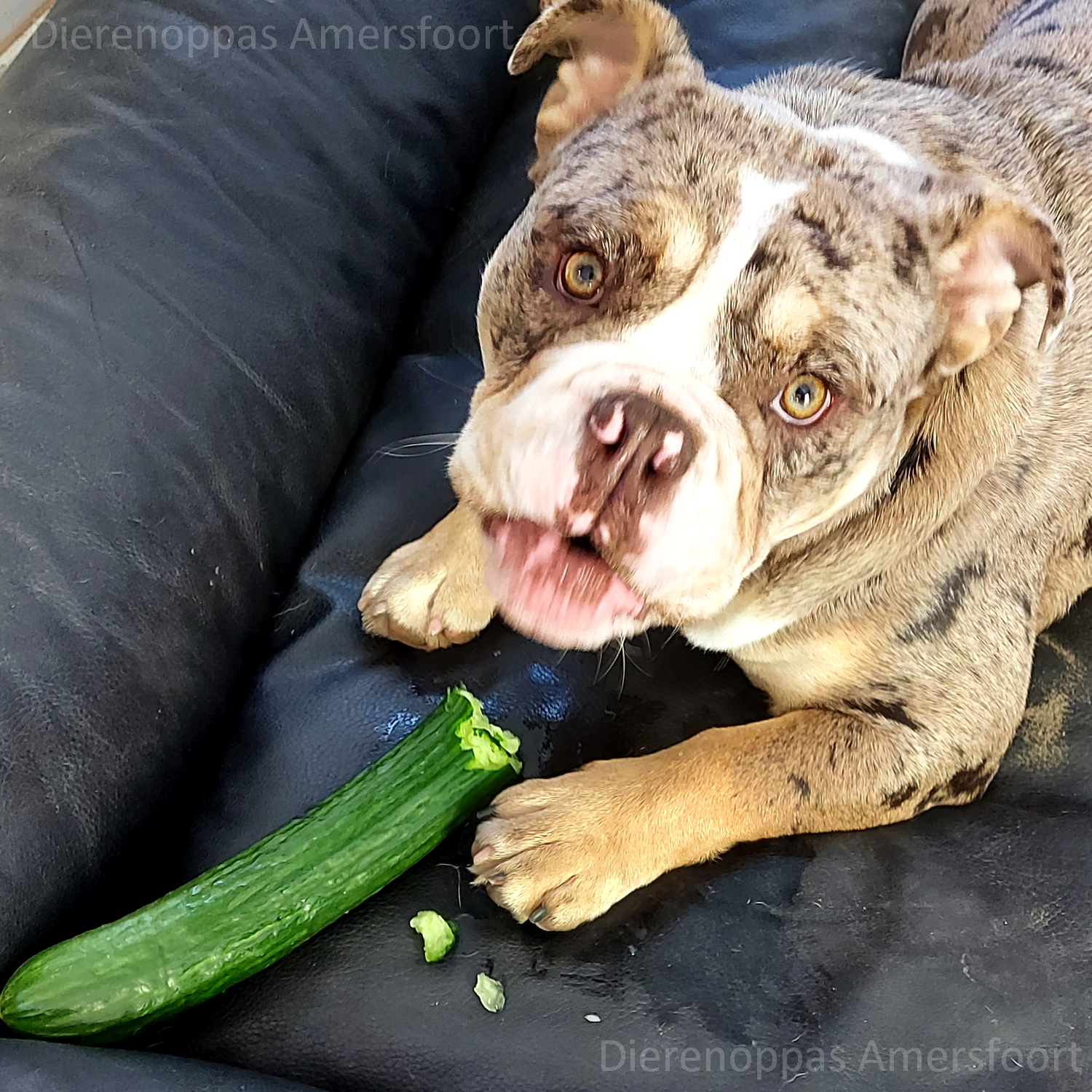 Bulldog eet een komkommer als botje kauwsnack gezond