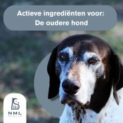 Cholodin voordelen supplement oudere hond