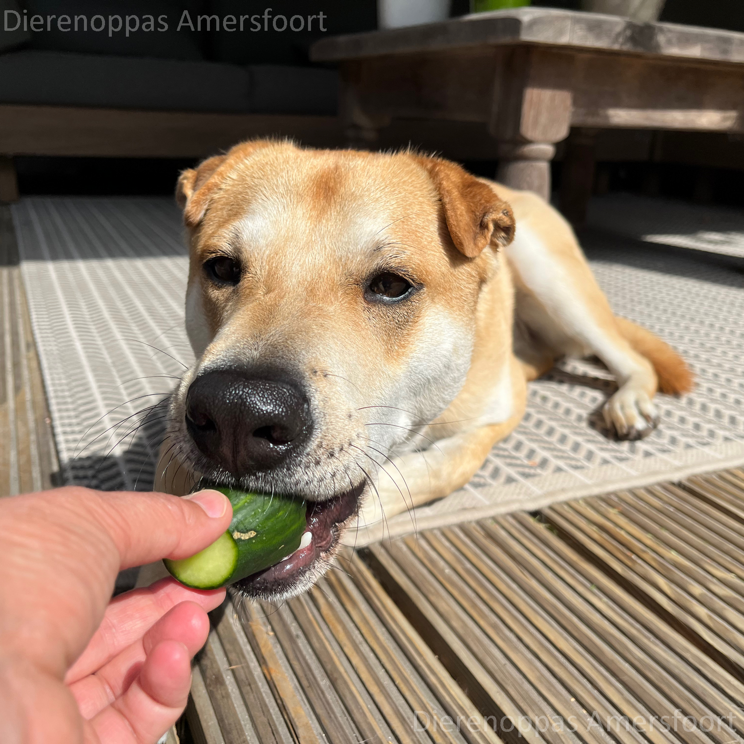 Hoeveel komkommer mag een hond eten