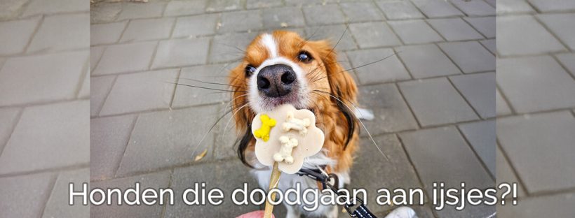 Honden die doodgaan aan ijsjes ijsblokjes ijsklontjes