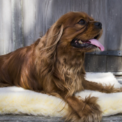 Hugglefleece sterk onverwoestbaar hondenkussen hondenmand extreme hondendeken benchkussen niet kapot te bijten spaniel