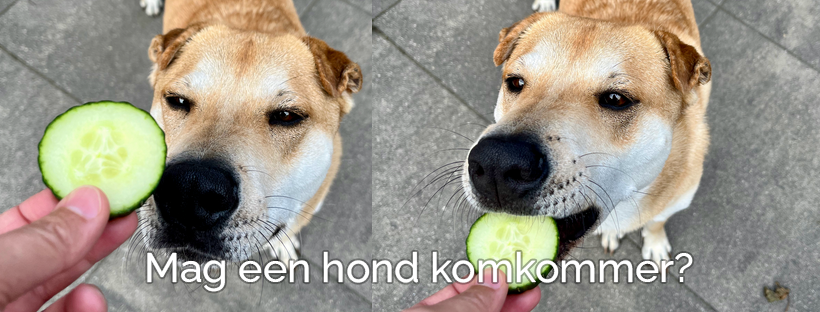 Mag een hond komkommer eten of is het gevaarlijk