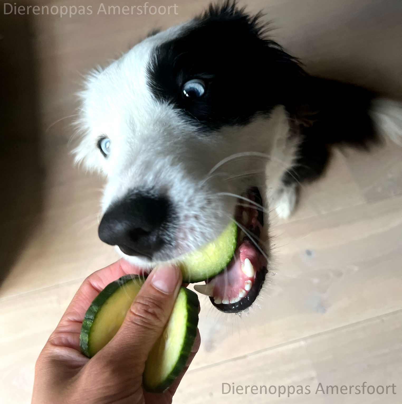 Mag je een hond komkommer geven