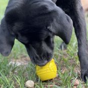 Sodapup honingpot honing pot honeypot honey pot hond puppy voerspeeltje voerspeelgoed treat dispenser labrador