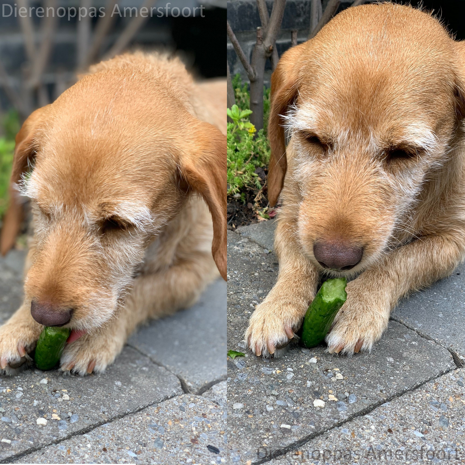 is komkommer veilig voor honden