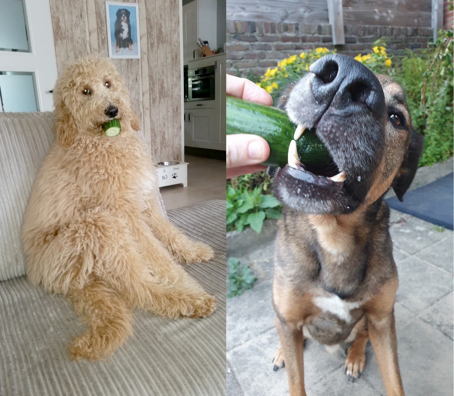 komkommer gezond voor honden