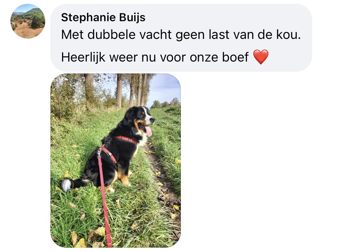 Benner Sennen hond dikke vacht winter