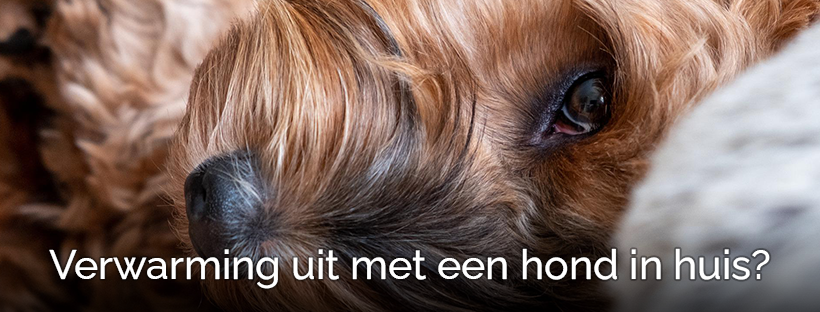 Hond en de verwarming uit besparen bezuinigen gas elektriciteit koud temperatuur