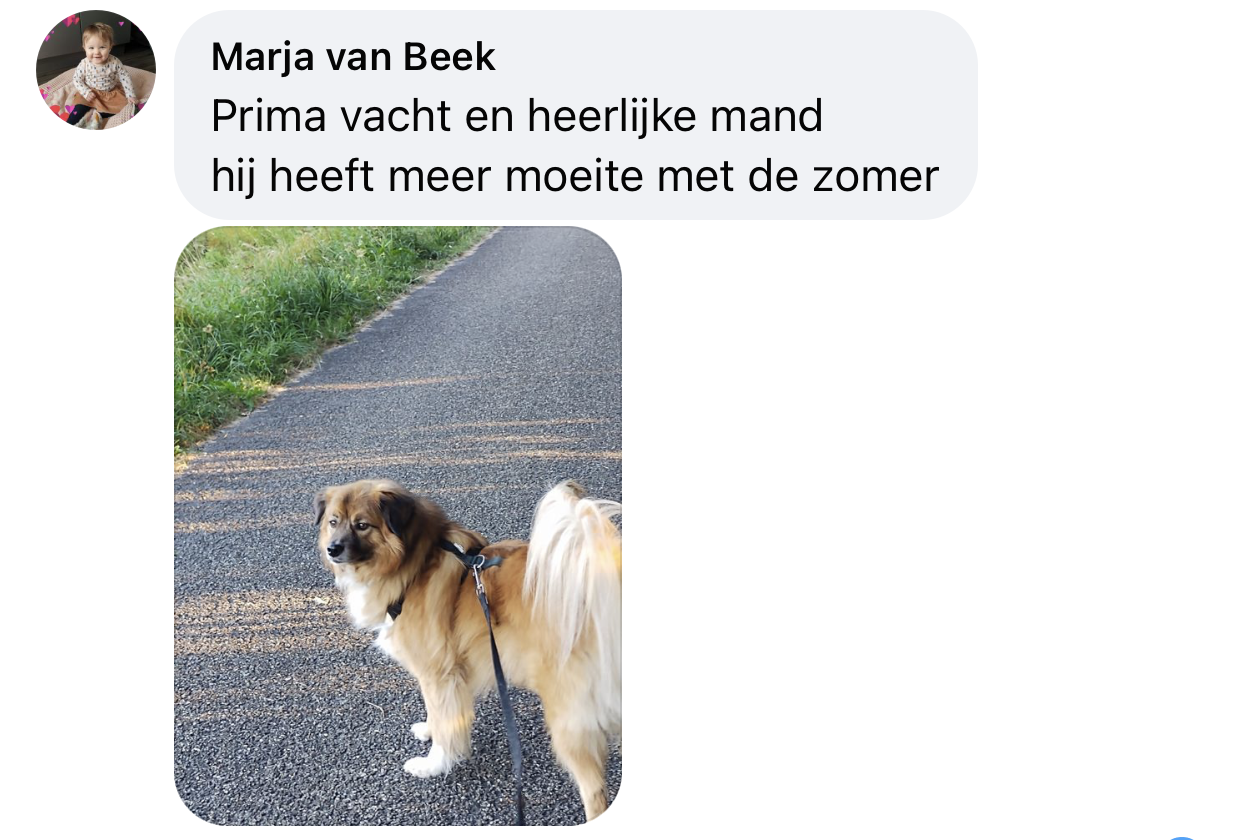 Hond met dikke vacht heeft het niet snel koud binnen