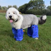 Sokken mouwen voor honden hondensokken hondenmouwen trimsalon blauwe sokken