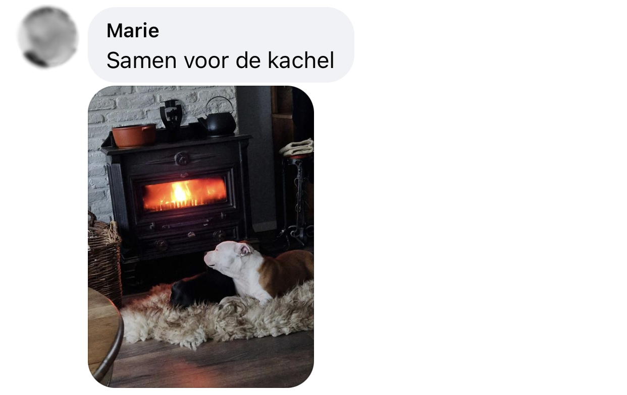 Temperatuur in huis voor hond verwarming kou friese stabij schapenvacht