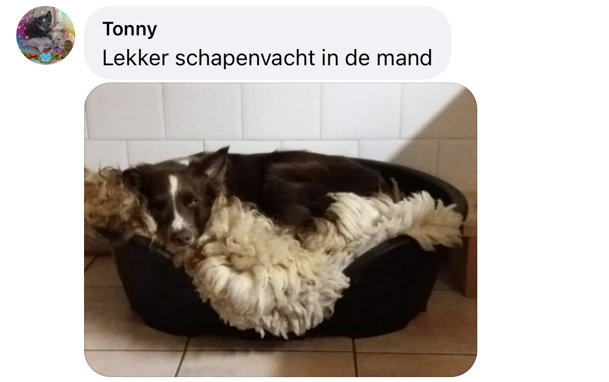 Temperatuur in huis voor hond verwarming kou mand schapenvacht