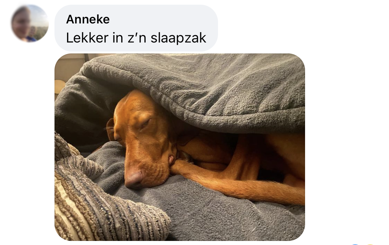 Temperatuur in huis voor hond verwarming kou viszla slaapzak