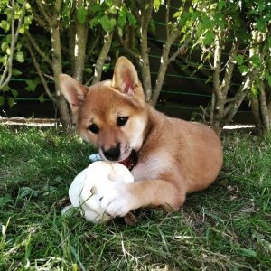 Varkensneus hond gezond