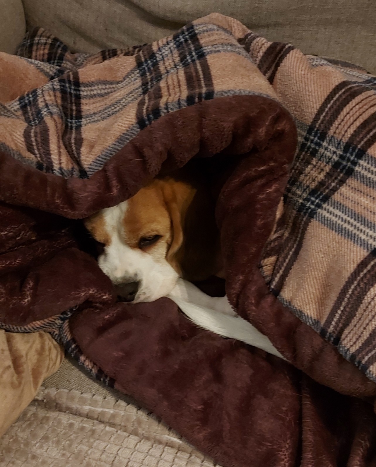 Warme slaapplaats slaapplek hond hondenslaapzak beagle