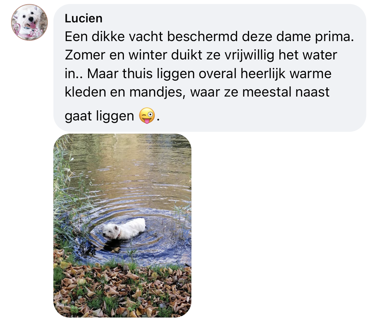 Westie zwemt in herfst winter heeft het niet koud