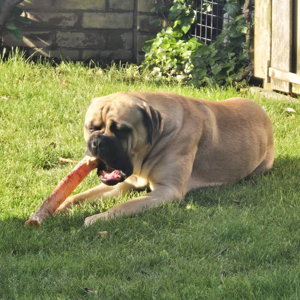 luchtpijp hondensnack