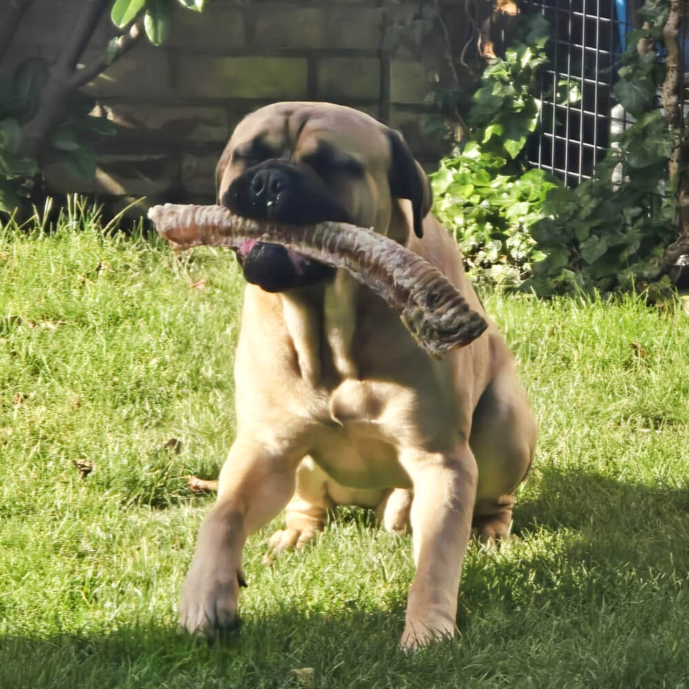 runderluchtpijp hond