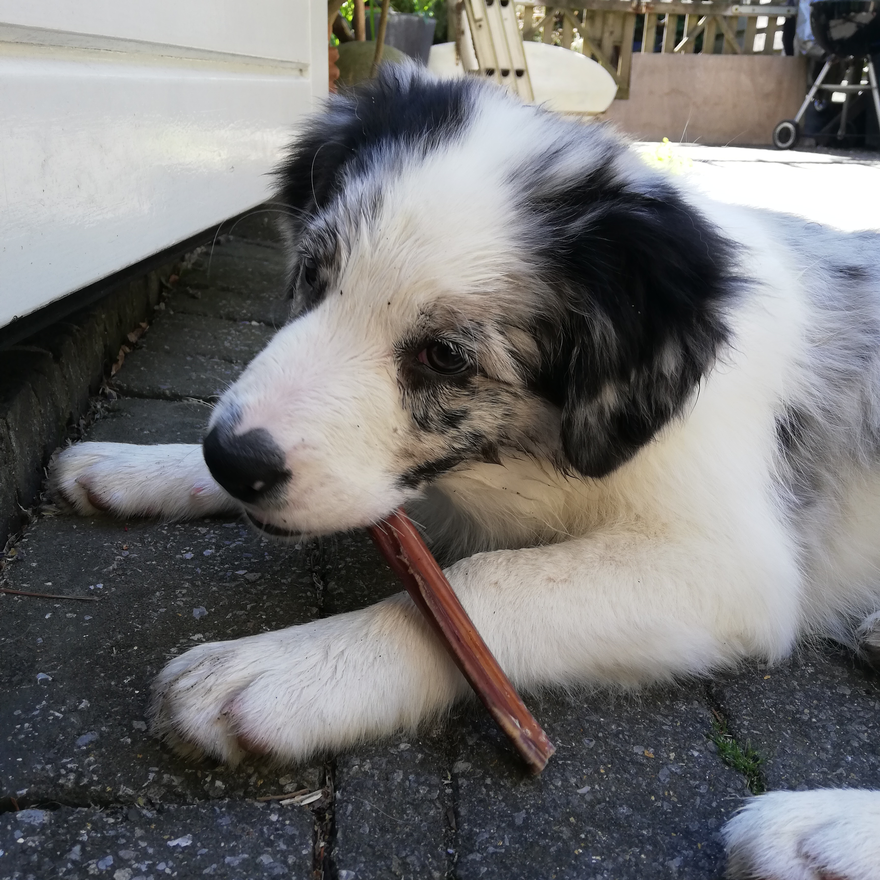 Border collie puppy bullepees Kauwbot puppy snoepjes kauwkluif kluifjes puppysnoepjes puppykluifjes