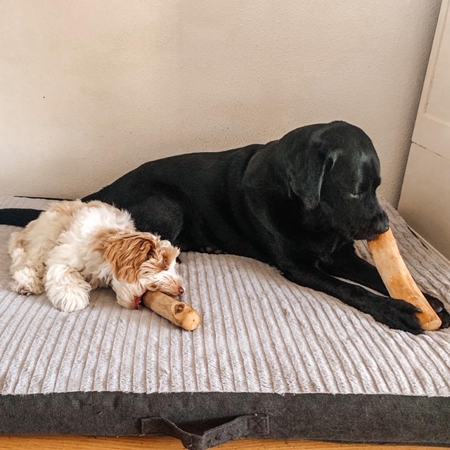 Puppy en volwassen hond voorbeeld kauwen op koffiewortel