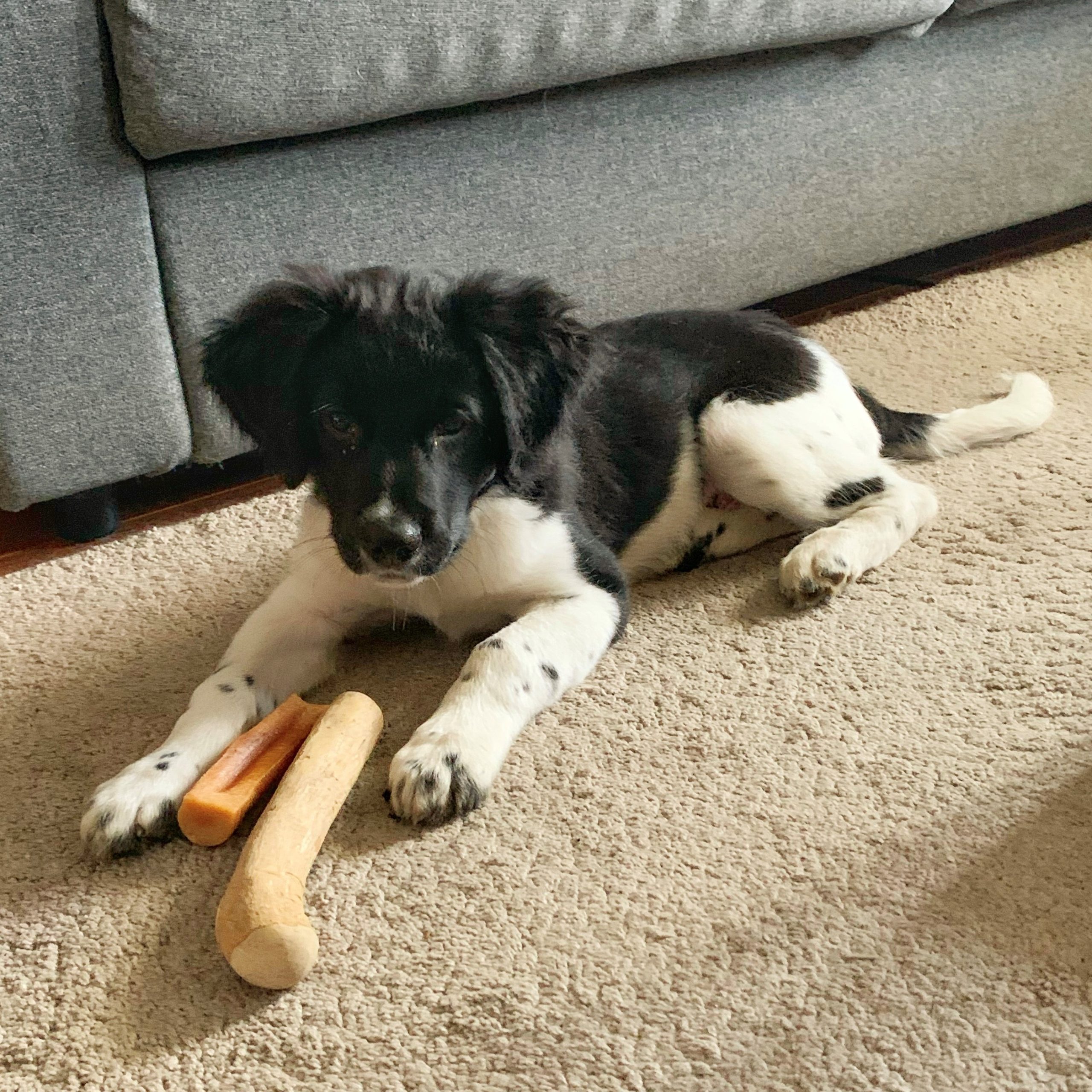 Puppy snacks 12 weken koffiewortel yakstaaf friese stabij pup