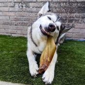Runderoor hond gevaarlijk